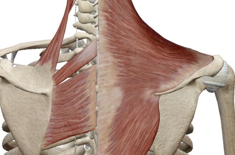 肩甲骨