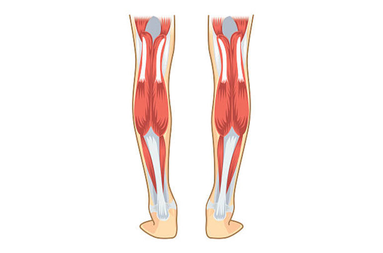 calf