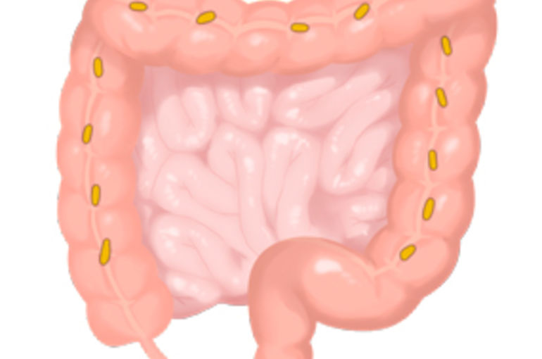 腸　免疫　橋本