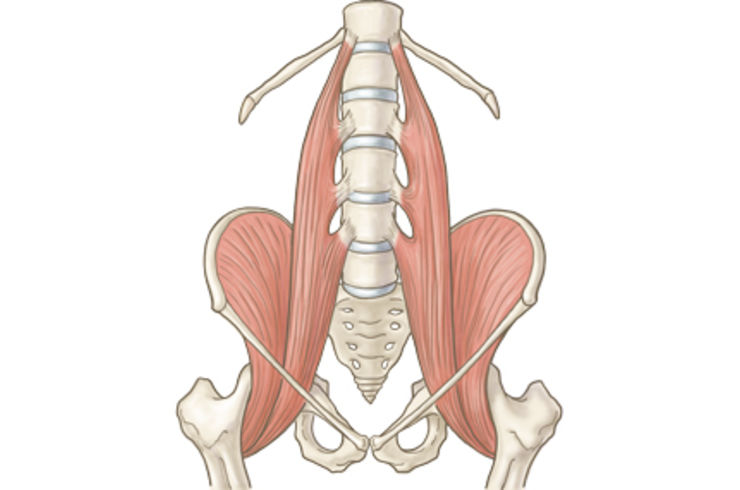 Iliopsoas muscle