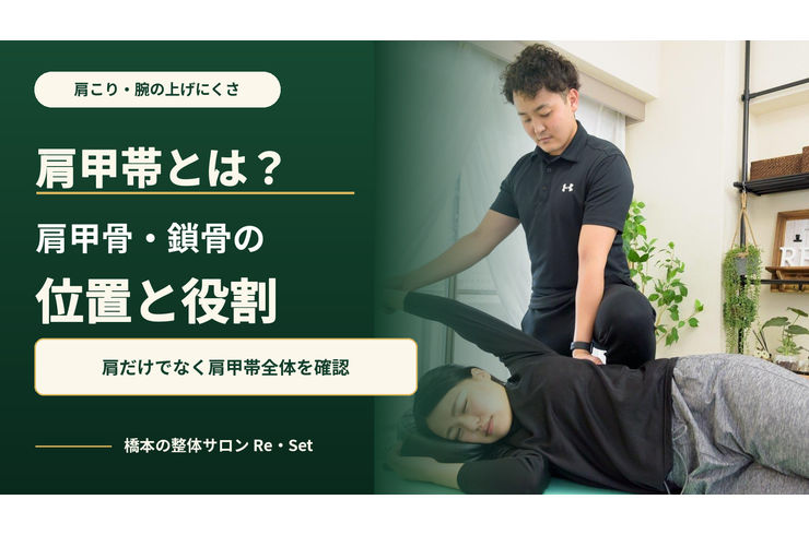 肩甲帯とは？肩甲骨・鎖骨の位置と役割｜肩こりとの関係も解説