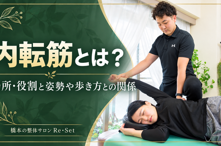 What are the adductor muscles? A chiropractor explains their location, function, and relationship to posture and gait.